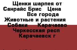 Щенки шарпея от Санрайс Брис › Цена ­ 30 000 - Все города Животные и растения » Собаки   . Карачаево-Черкесская респ.,Карачаевск г.